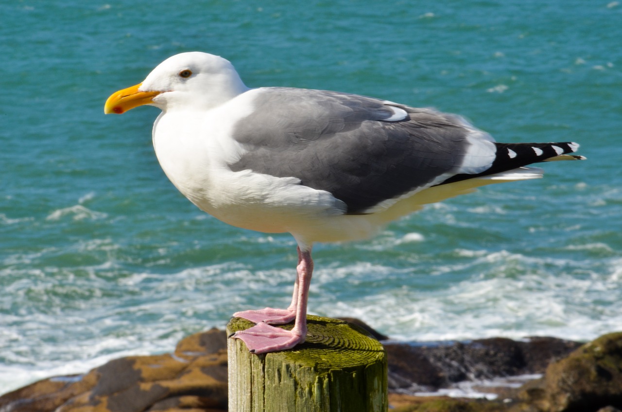 Ocean Blue, Bird Barrier