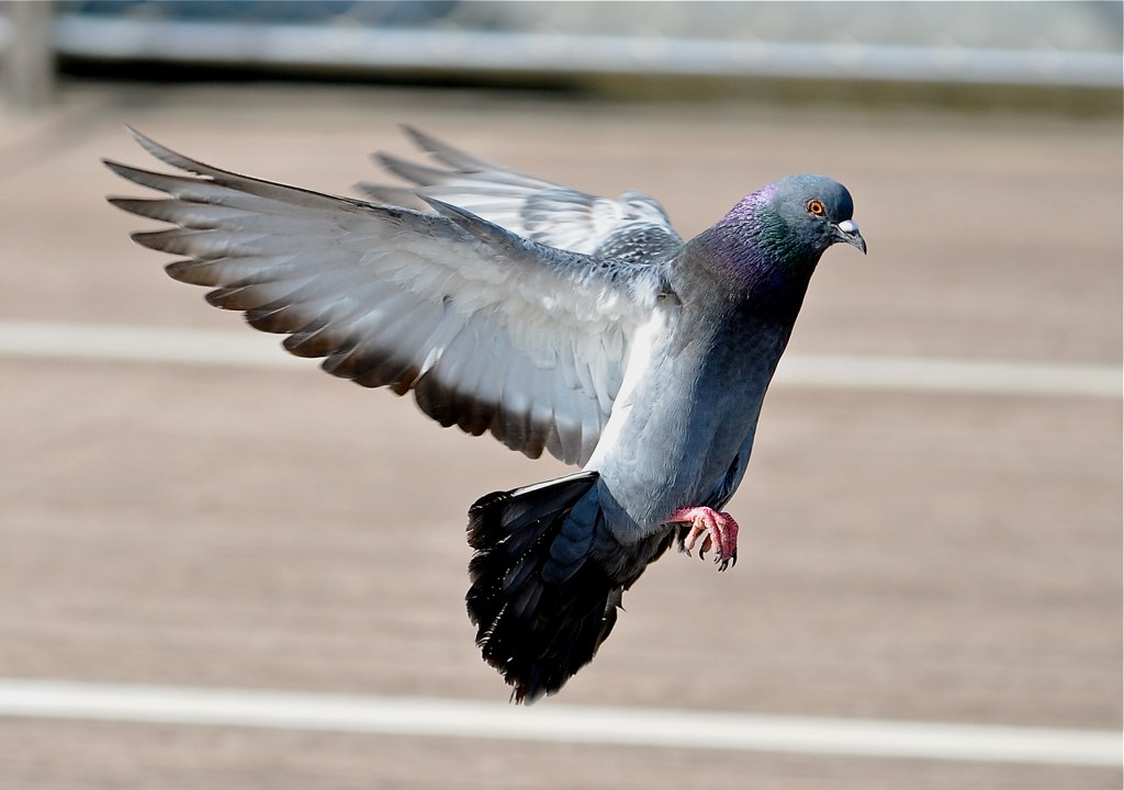 Pigeon problem in daytona beach.