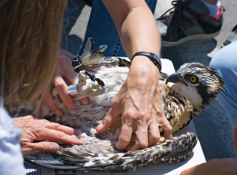 Wildlife management Daytona Beach Critter Control.